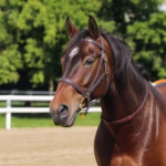 Thoroughbred horse