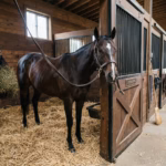 Magnitude extends lead atop NTRA Thoroughbred poll